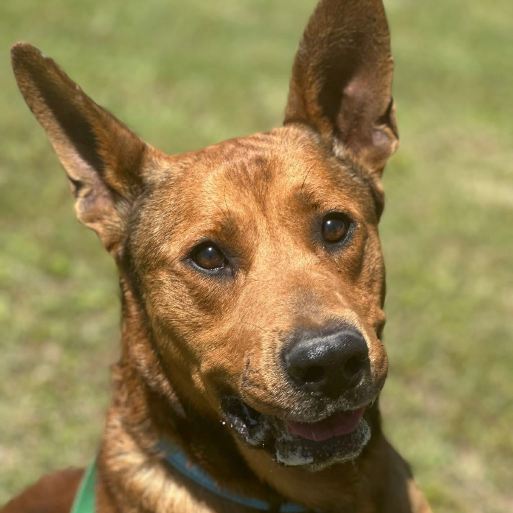 Scooby, photo 4