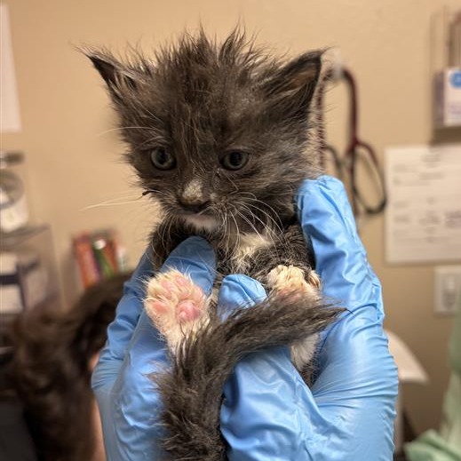 Drop: Male 3 Domestic Shorthair