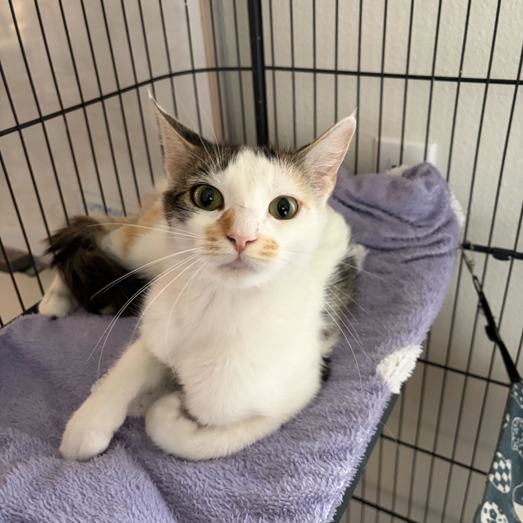 CORN - Domestic Shorthair for adoption in Sunnyvale