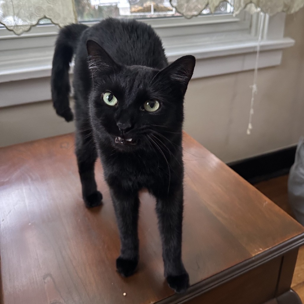 Photo of Widow