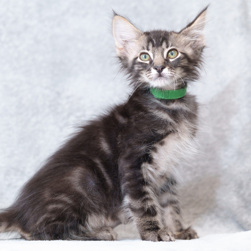 Salem (Green Collar)