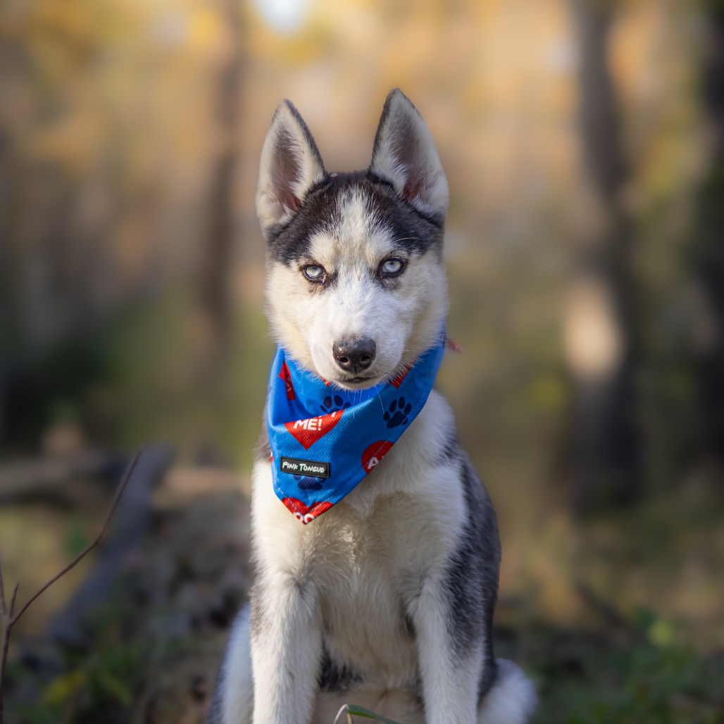 Siberian Husky