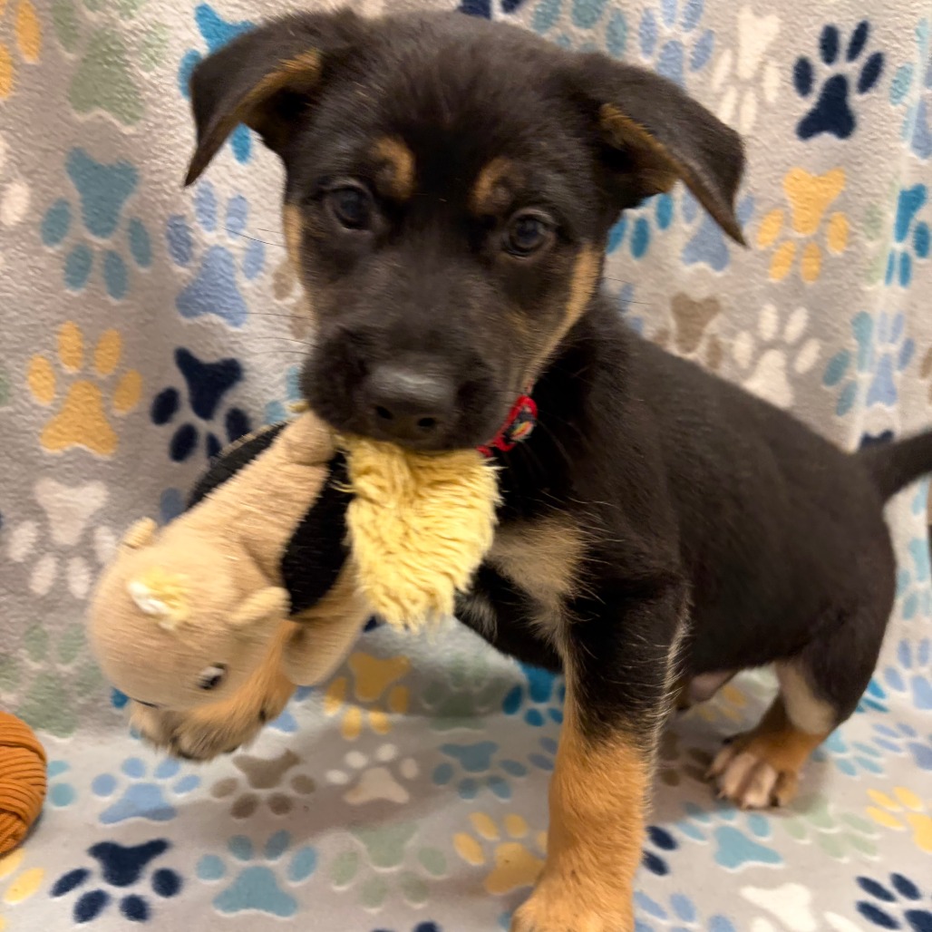 Oven Mitt — thumbnail 3