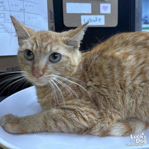 ROSEMARY - Domestic Shorthair available for adoption