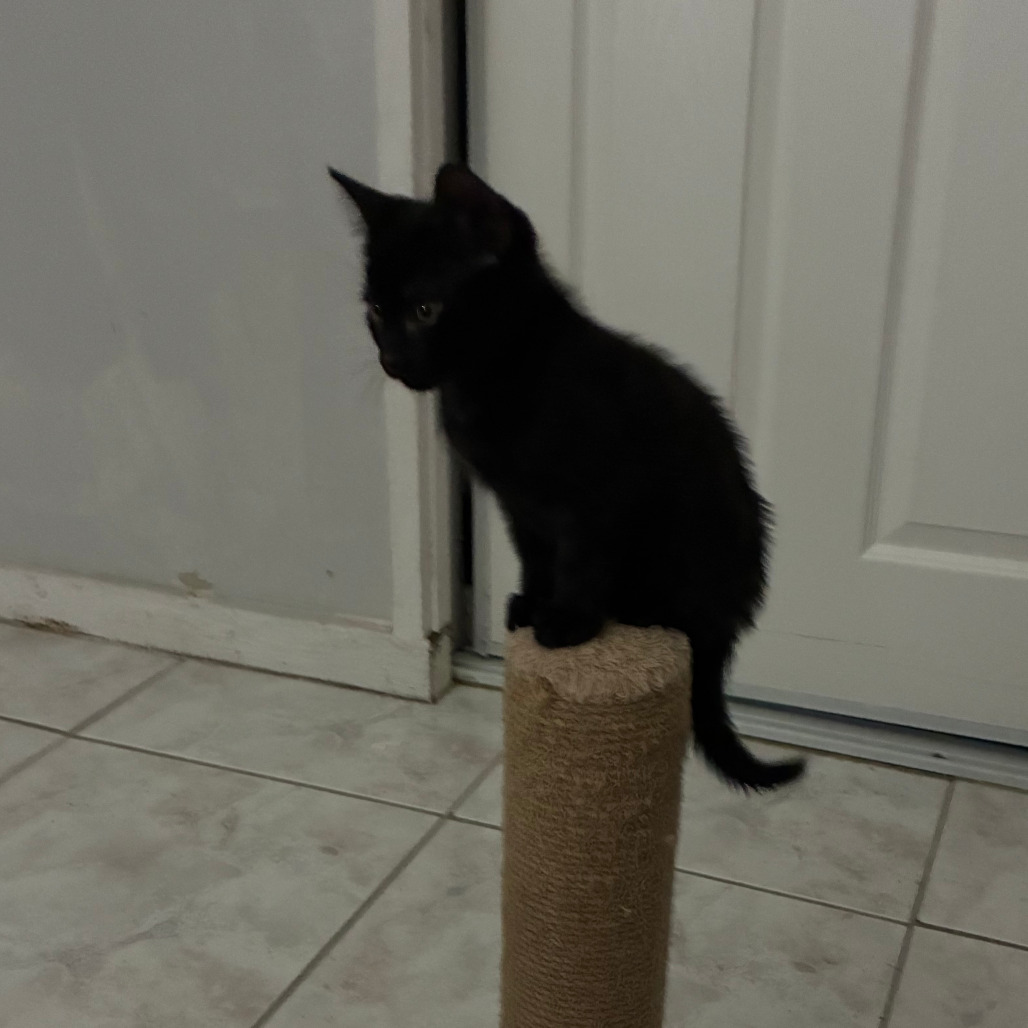 Crumpet, photo 2