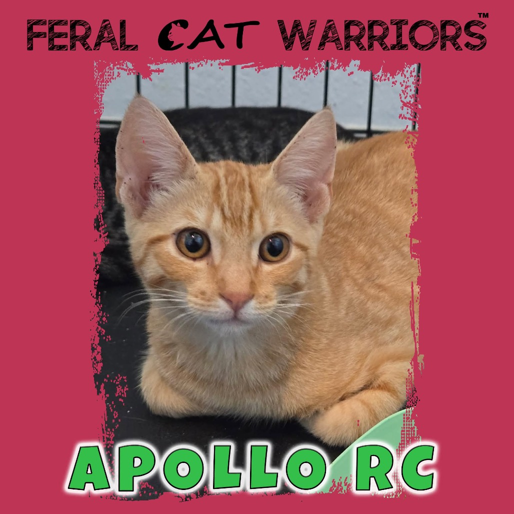 Apollo RC