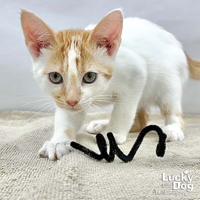 OBERON - Domestic Shorthair available for adoption
