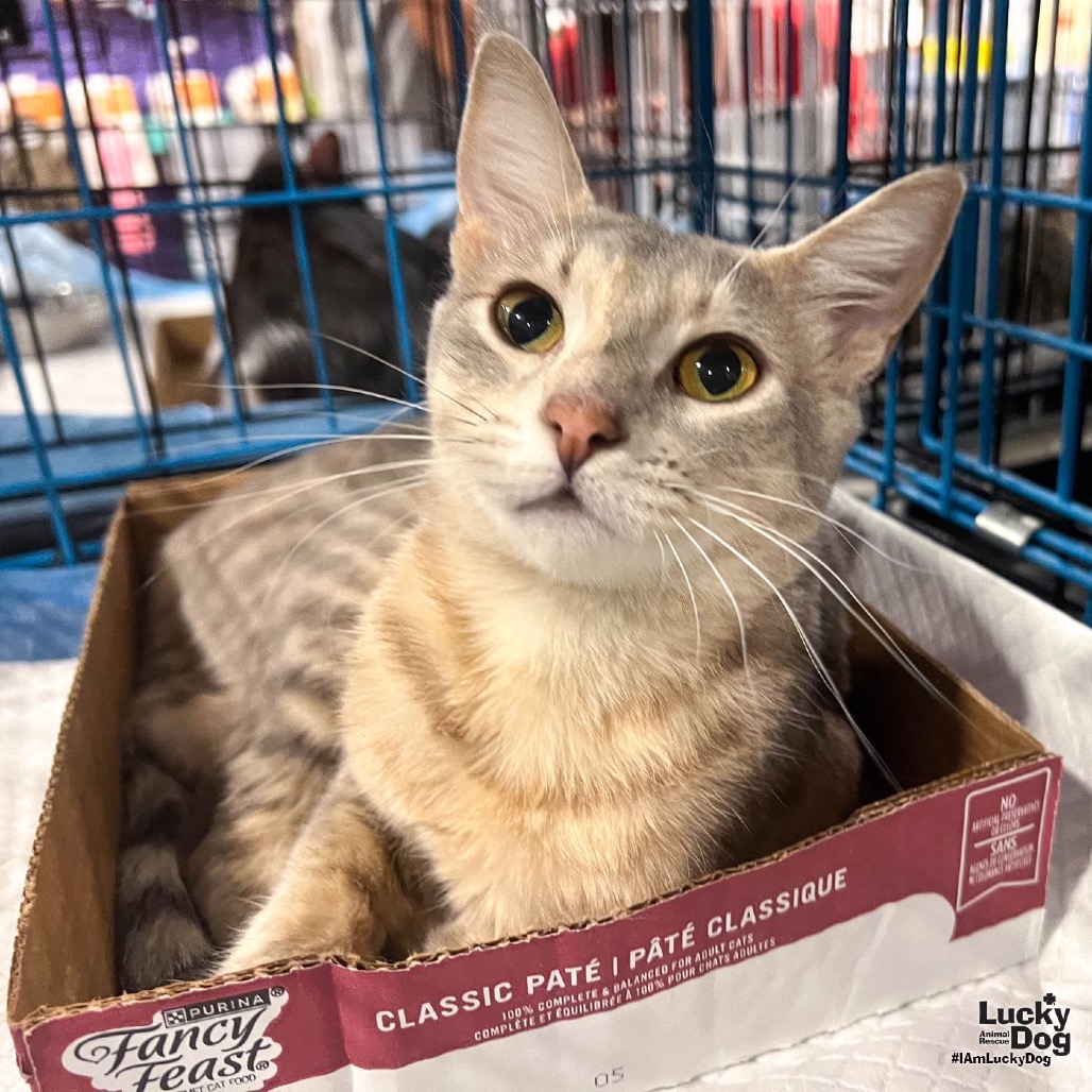 BRANDY - Domestic Shorthair available for adoption