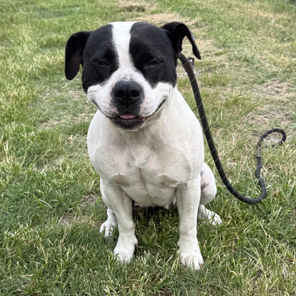 Bella, photo 3
