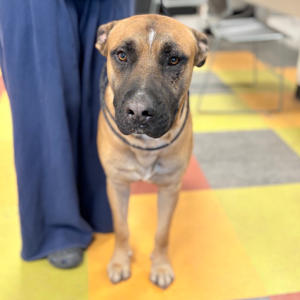 Brownie — thumbnail 2