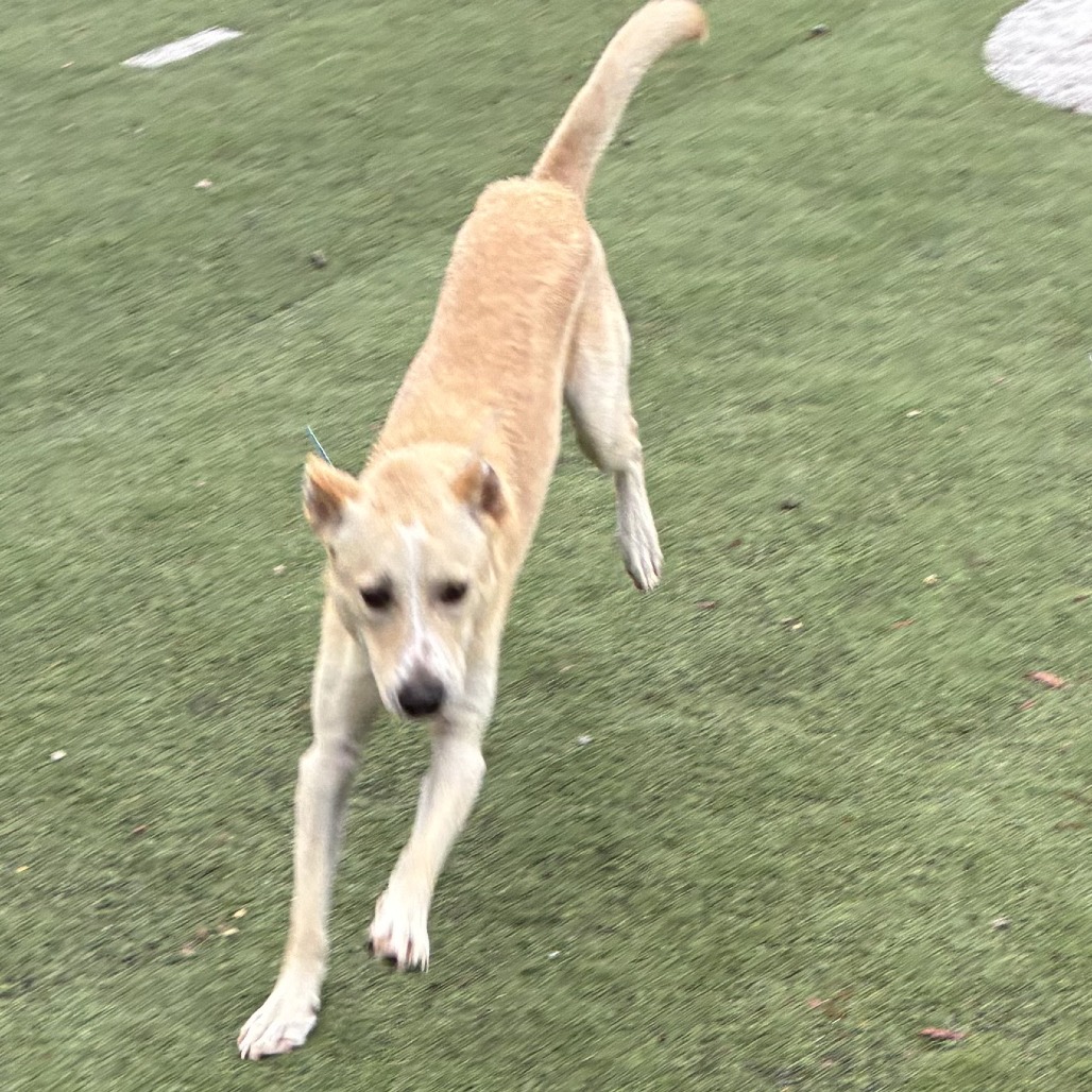 Alfie — thumbnail 8