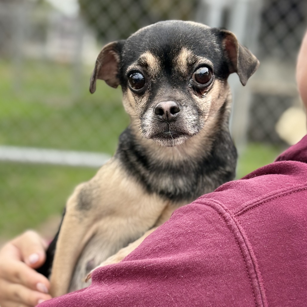 Serena — thumbnail 2