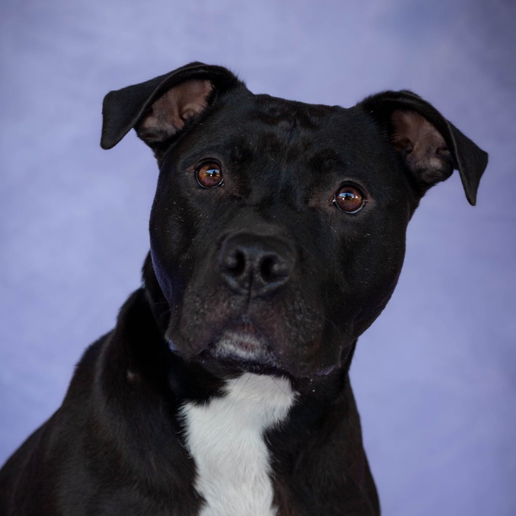 Bowser, photo 14