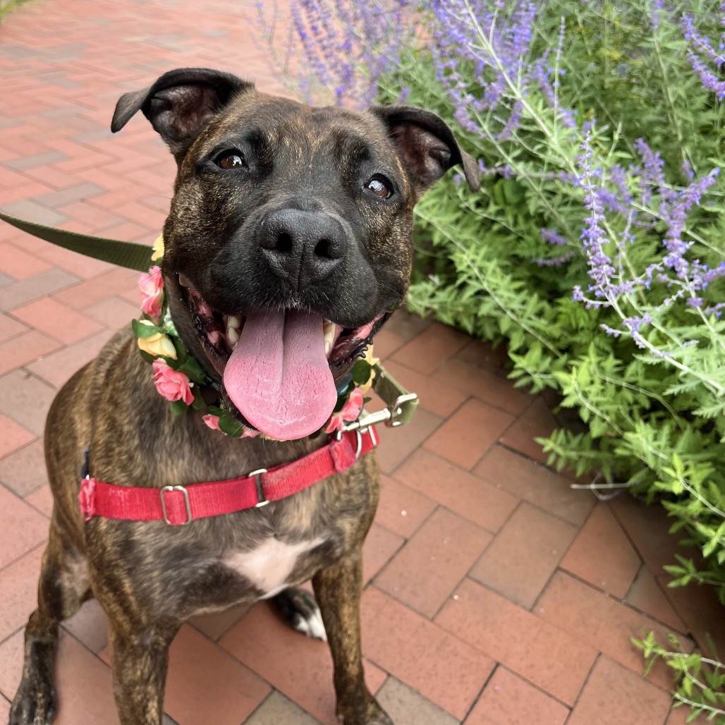 Photo of Blossom