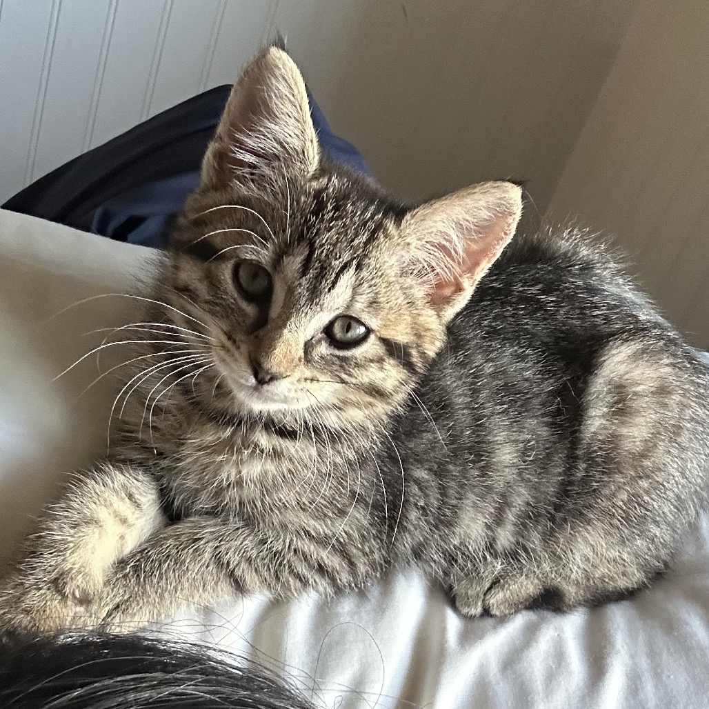 Photo of Chimi