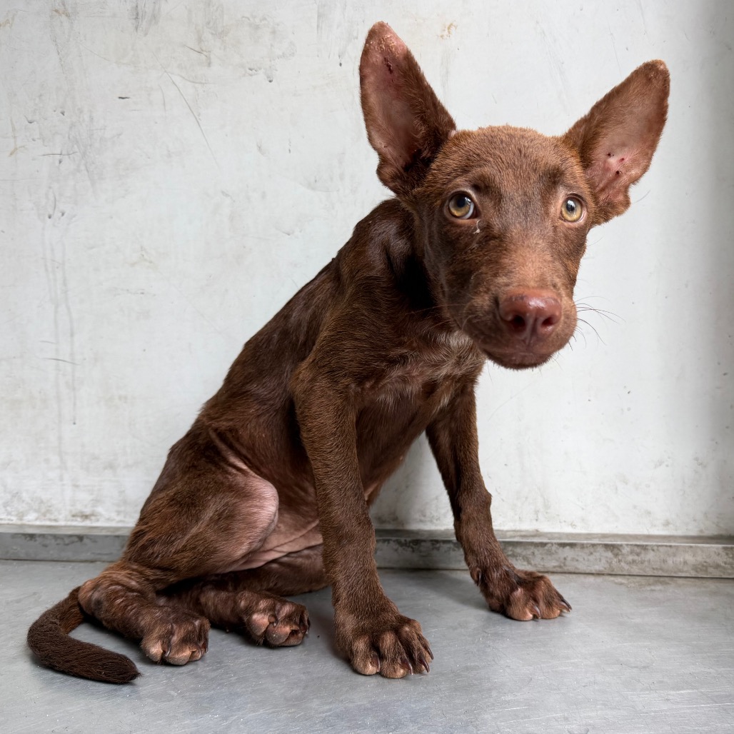 Photo of Gadget, available for adoption at PVAS