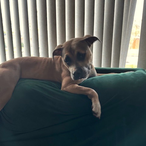 Willow, photo 16