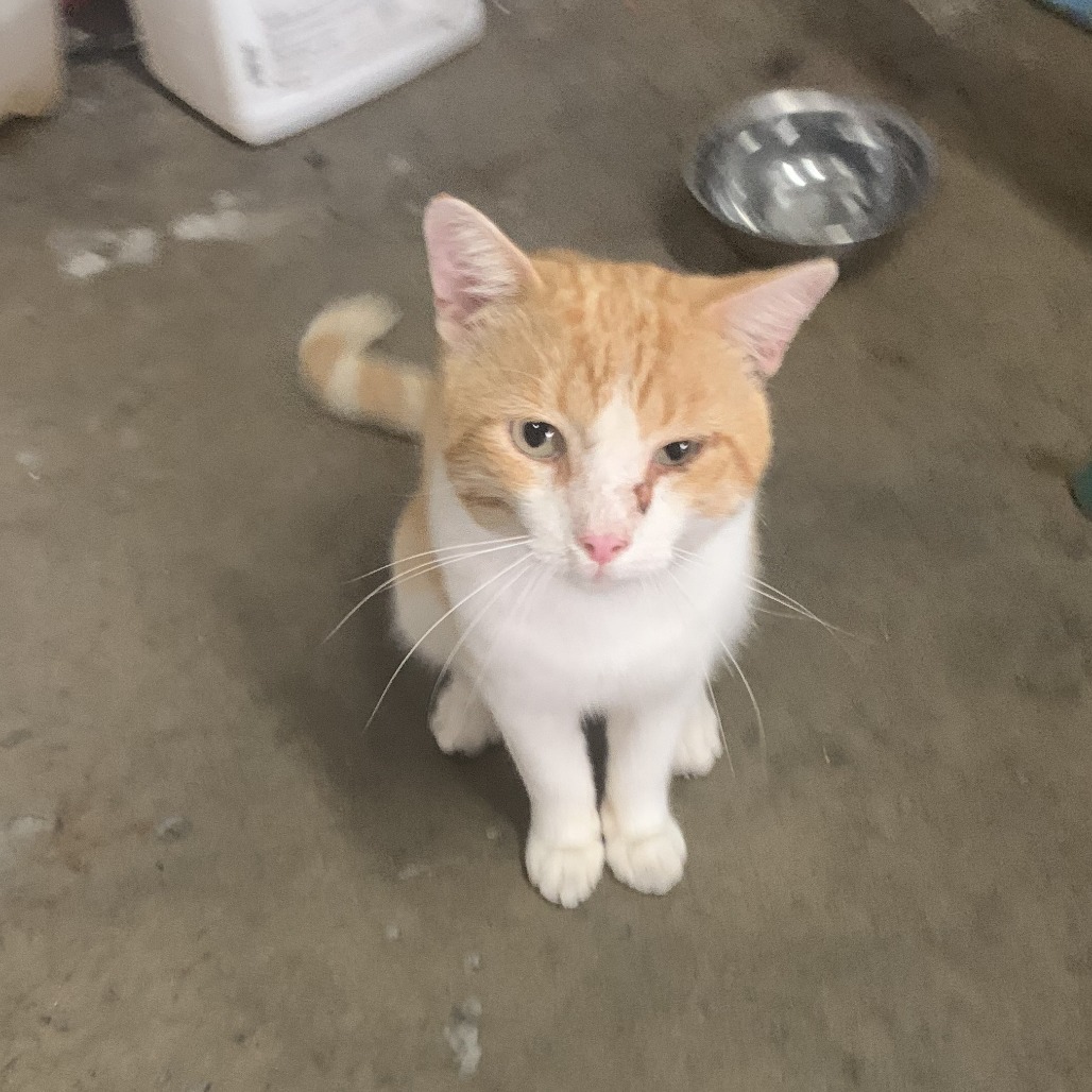 JULIUS - Domestic Shorthair available for adoption