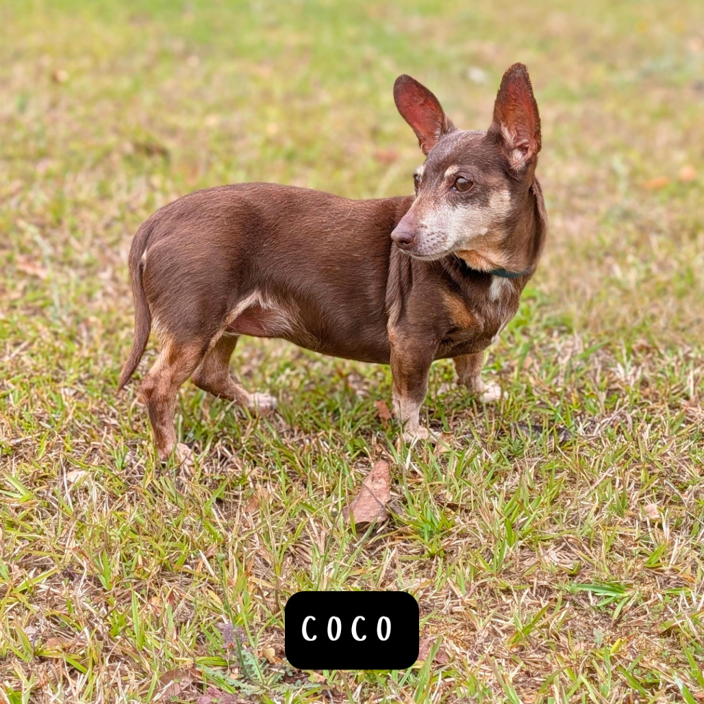 Coco 04-2822, photo 3