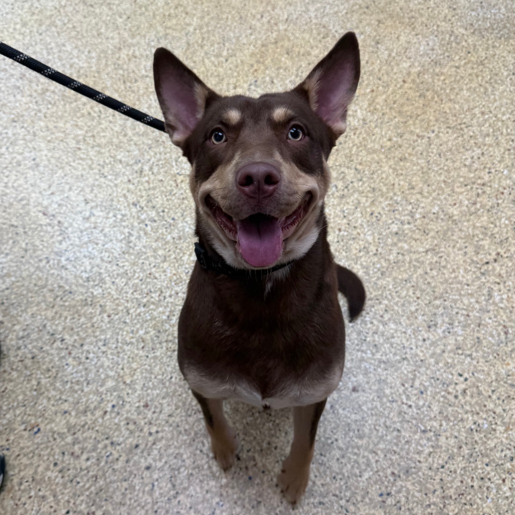 ATHENA - Mixed Breed (Medium) available for adoption