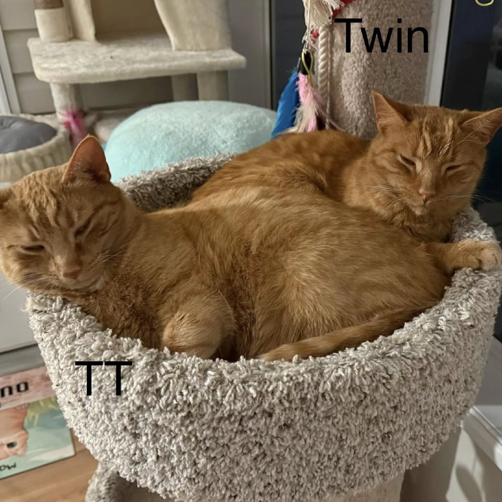 Two Tone — thumbnail 3