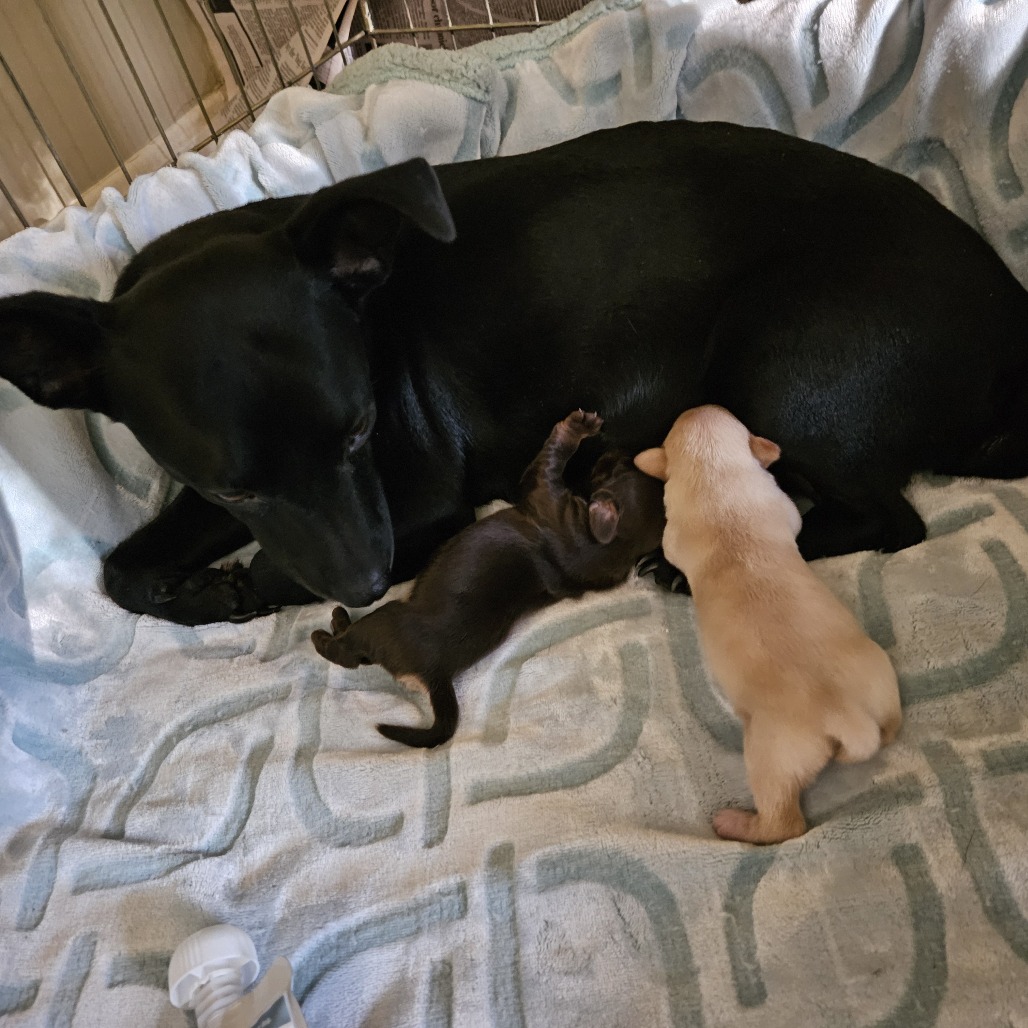 Lilibet — thumbnail 2