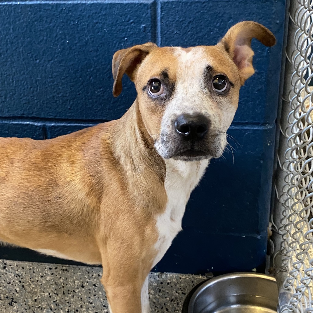 ABU - Boxer / Cattle Dog available for adoption