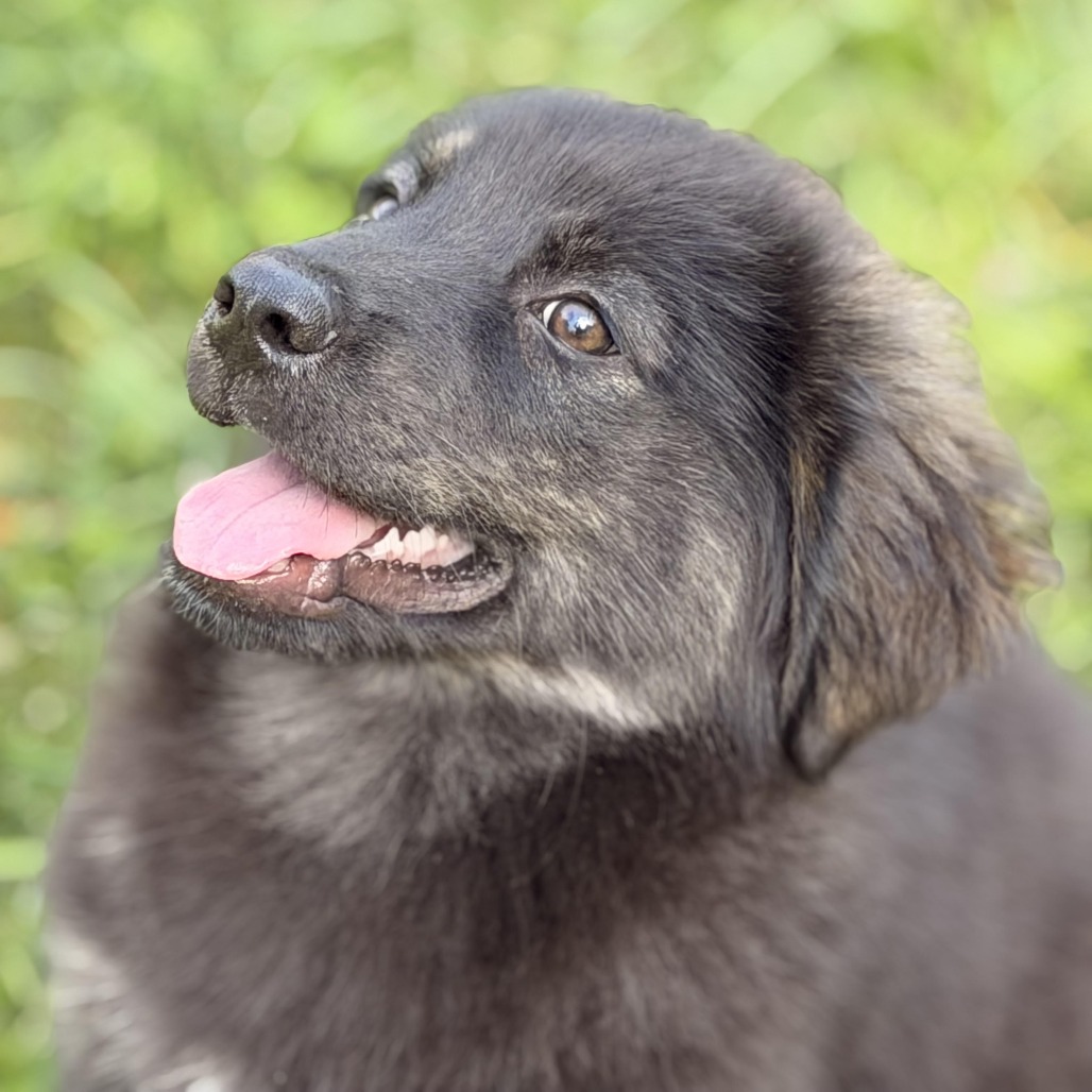 MECURIO - Shepherd, Australian / Hound, Plott available for adoption