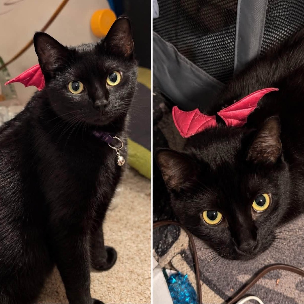 ELVIRA (BONDED TO MONROE) - Domestic Shorthair available for adoption