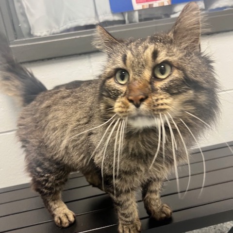 Magnus Bane — thumbnail 2