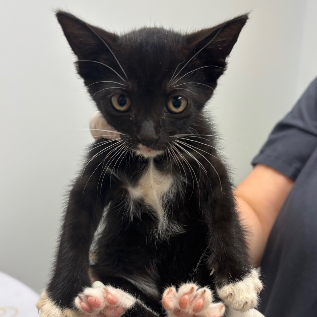 CESSNA - Domestic Shorthair available for adoption