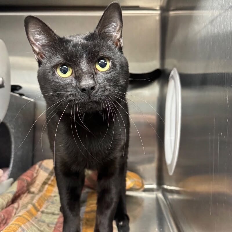 Dr. Cornelius P Whiskerstein