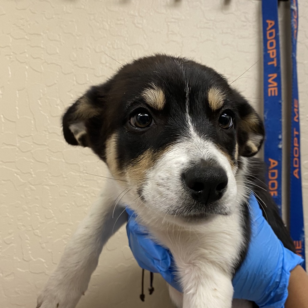 Regina Phalanges: Female 3 Terrier