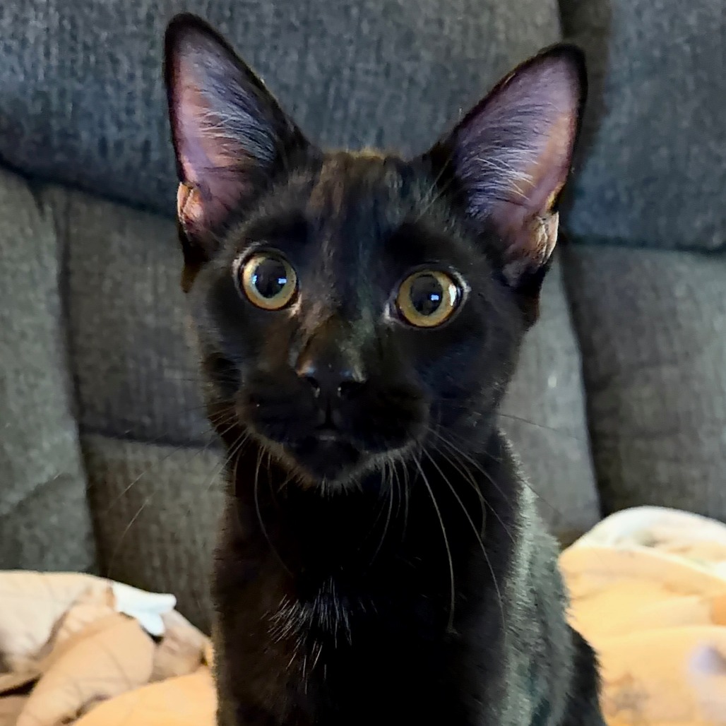 Salem