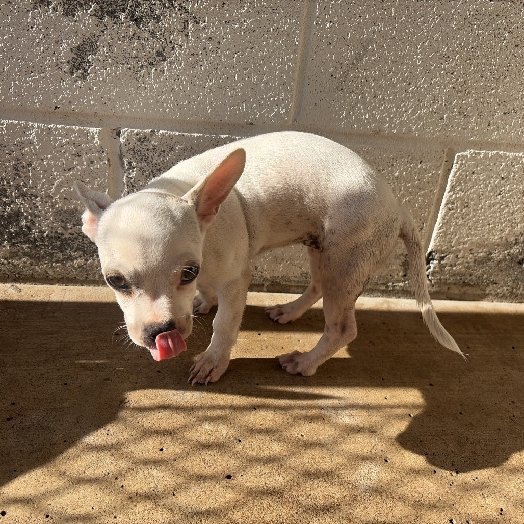 DUBBLE BUBBLE - Bulldog / Mixed Breed (Medium) available for adoption