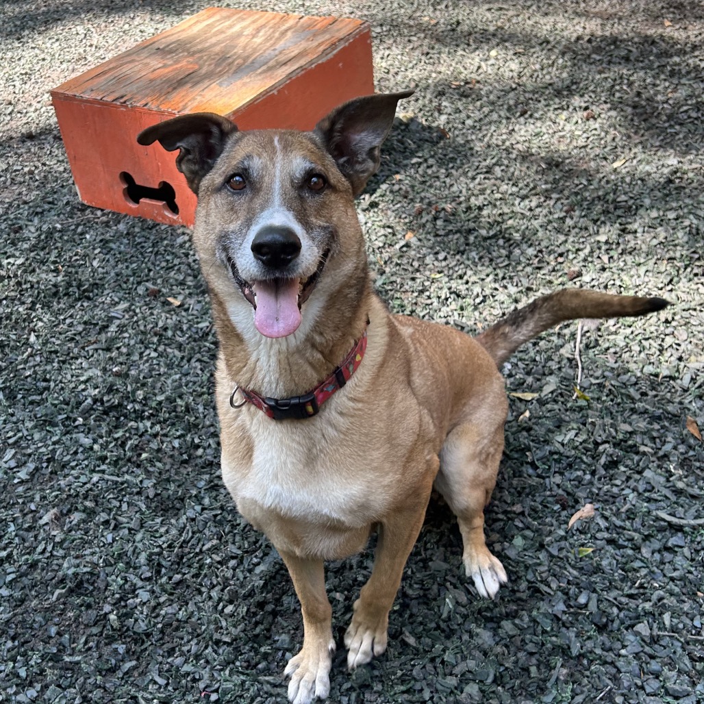 Hot Chocolate (I Have a Secret Crush!), adoptable senior dog