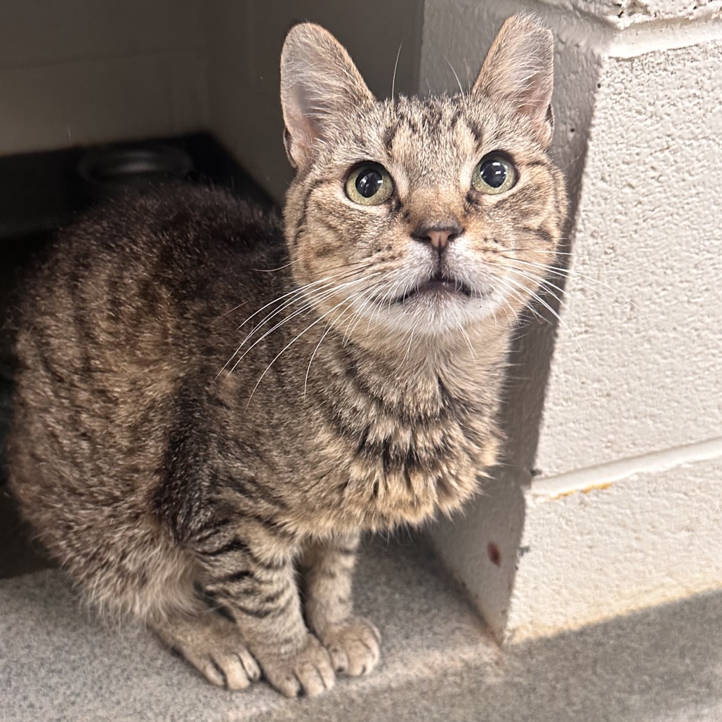 KATE SPAYED - Domestic Shorthair available for adoption