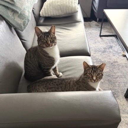 Cocoon--In Foster