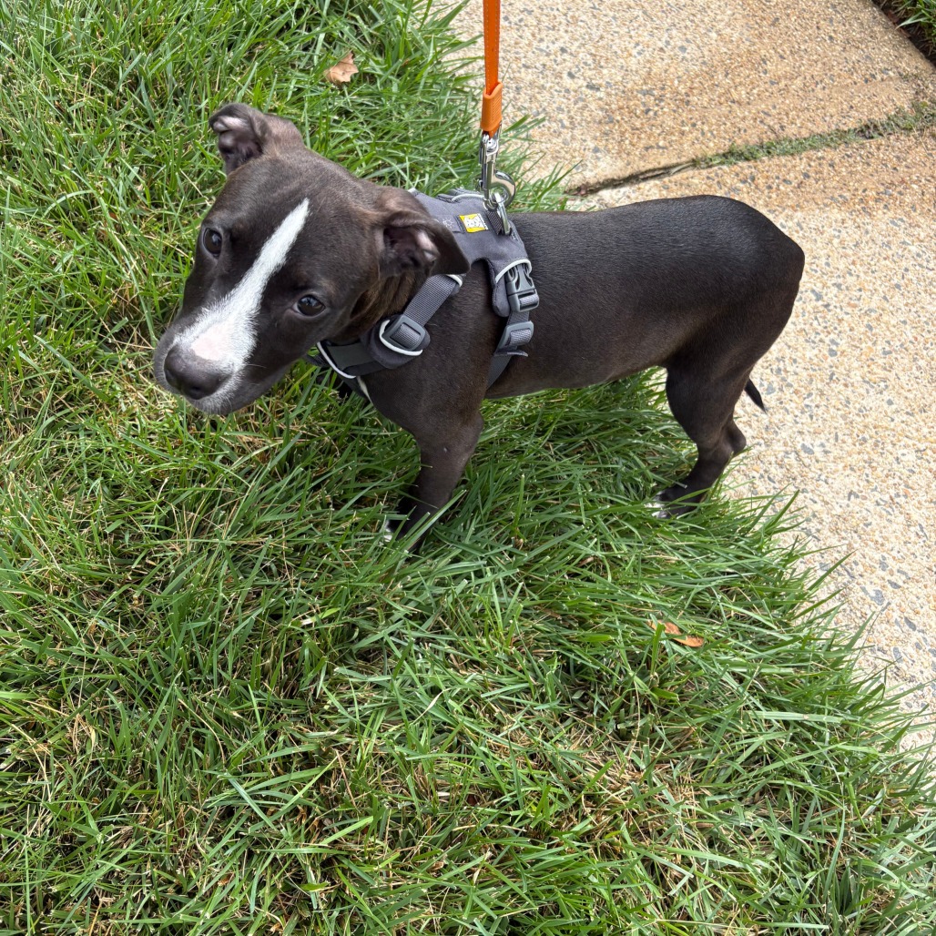Betsy, photo 5