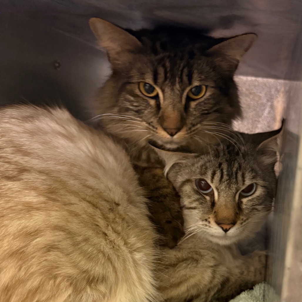 Photo of Cloudy Cat and Lightning 6