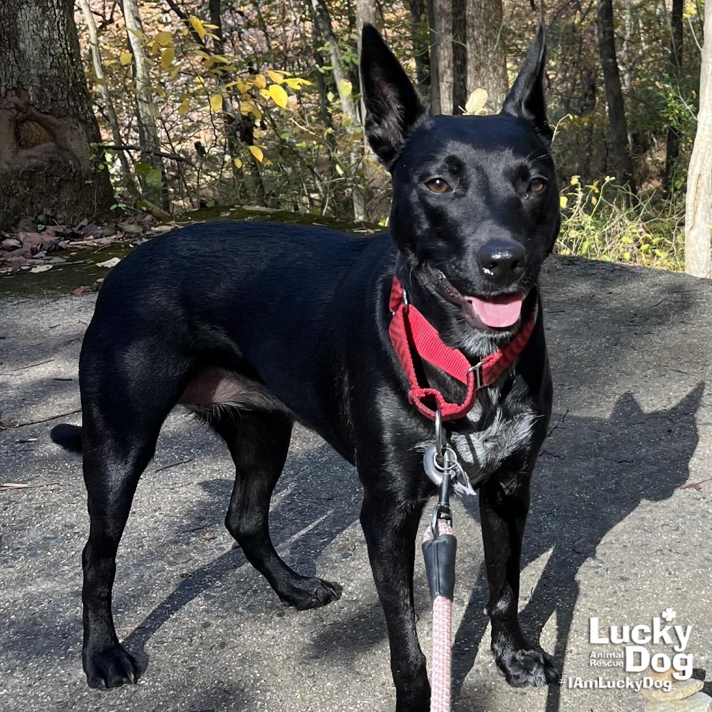 TRINITY - Cattle Dog, Australian (Blue Heeler) / Mix available for adoption