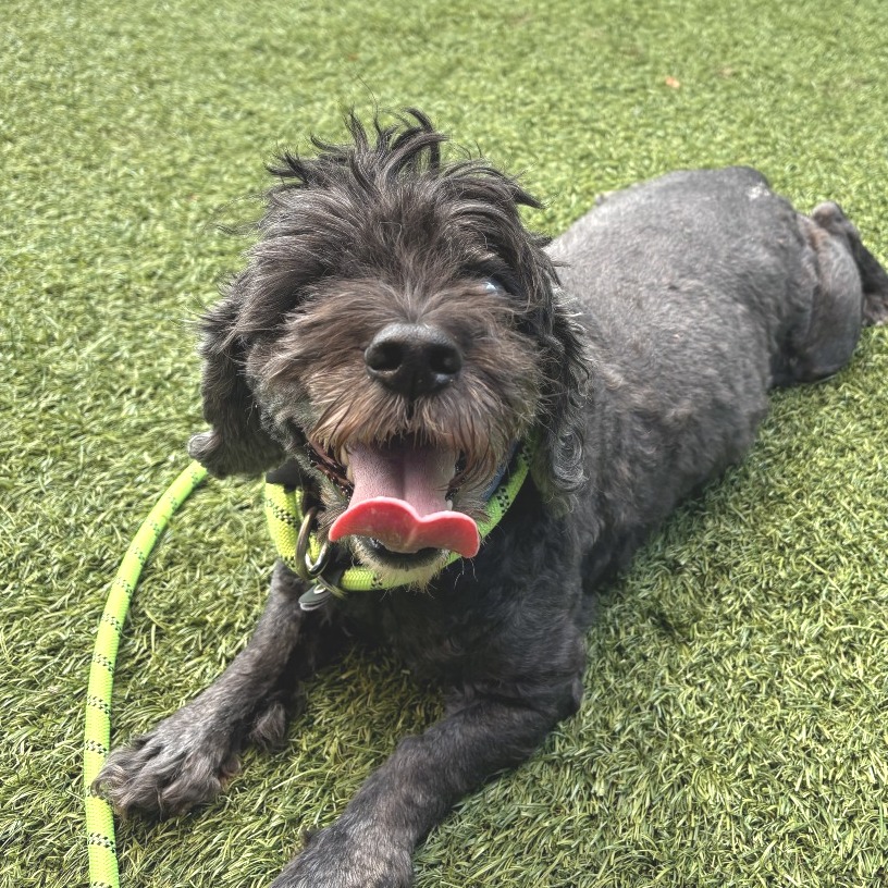 HANSEL - Mixed Breed (Medium) available for adoption