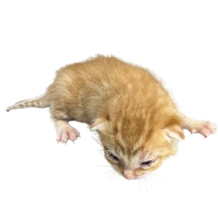 Tusc Stray 81395 2