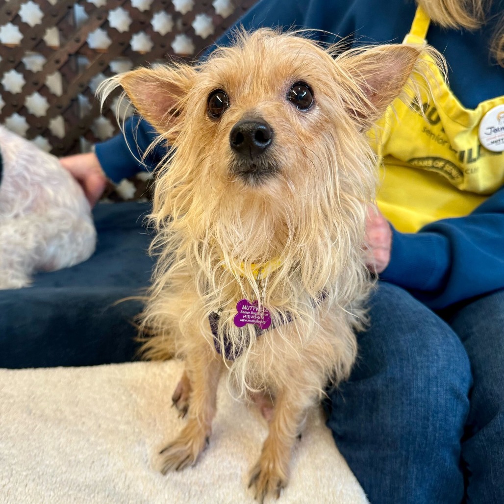 Plum 13868 — thumbnail 3