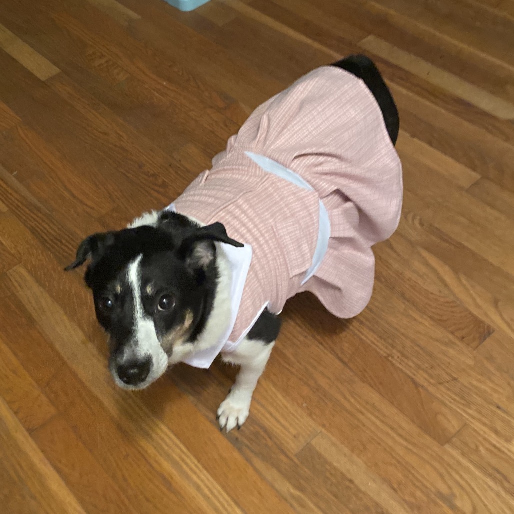 Evie, photo 6