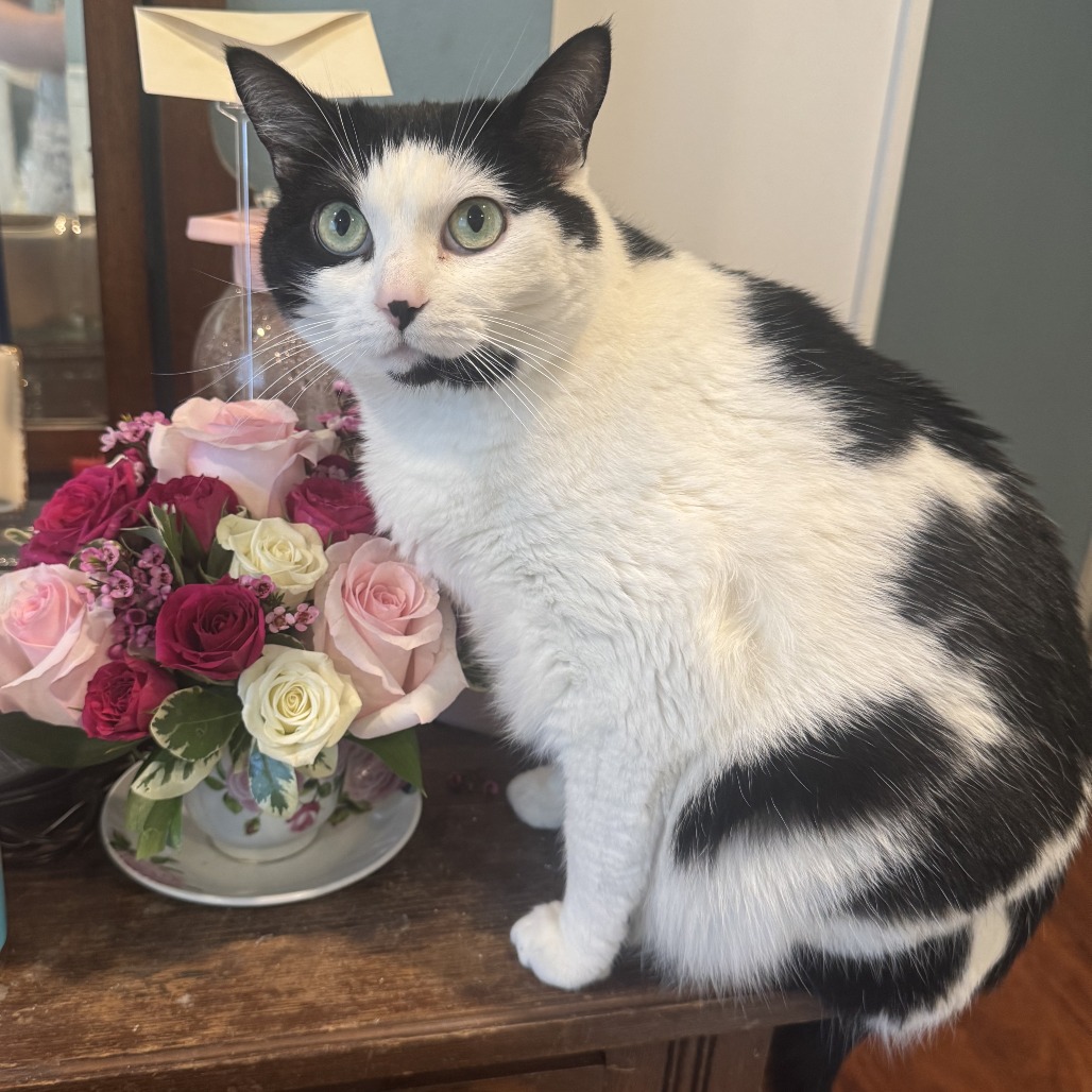 STEVIE - Domestic Shorthair available for adoption