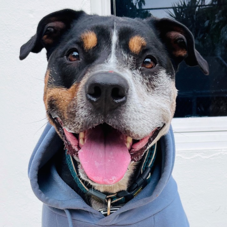 Another portrait of Bear