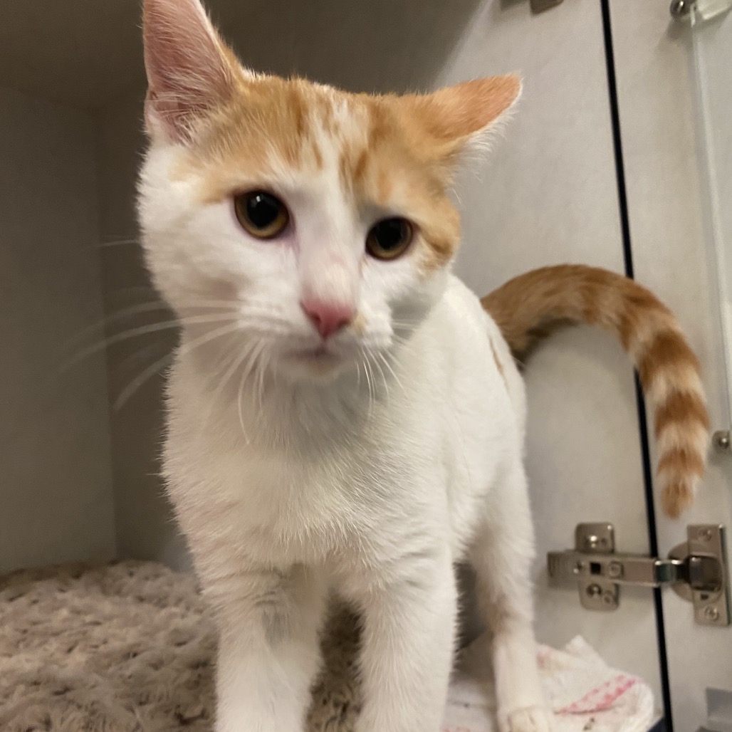 DANNER - Domestic Shorthair available for adoption