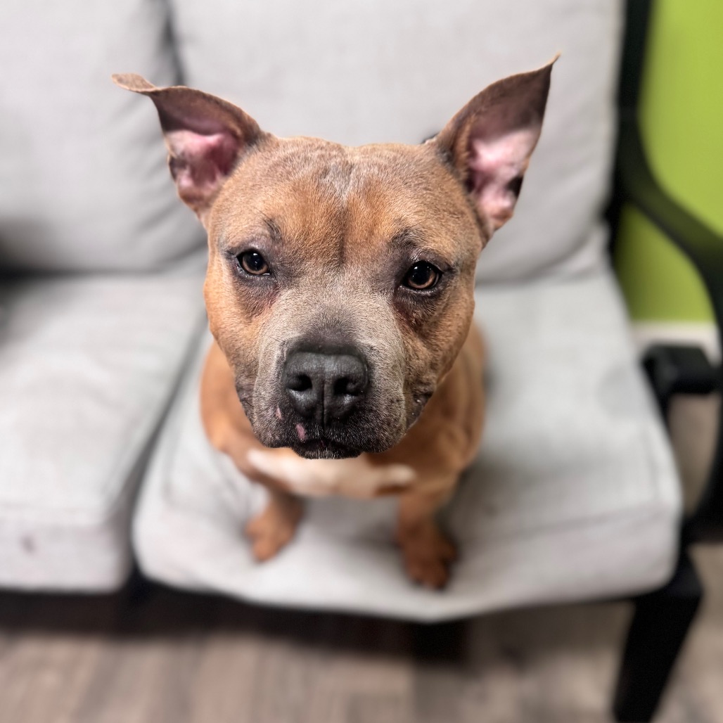 Lil Potato — thumbnail 2