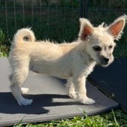 BLOSSOM - Chihuahua / Terrier, Wirehaired available for adoption